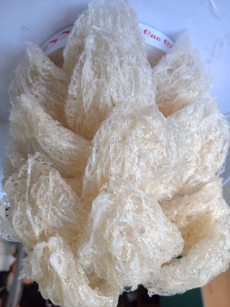 Tổ yến thiên nhiên trên đá tại Hà Nội